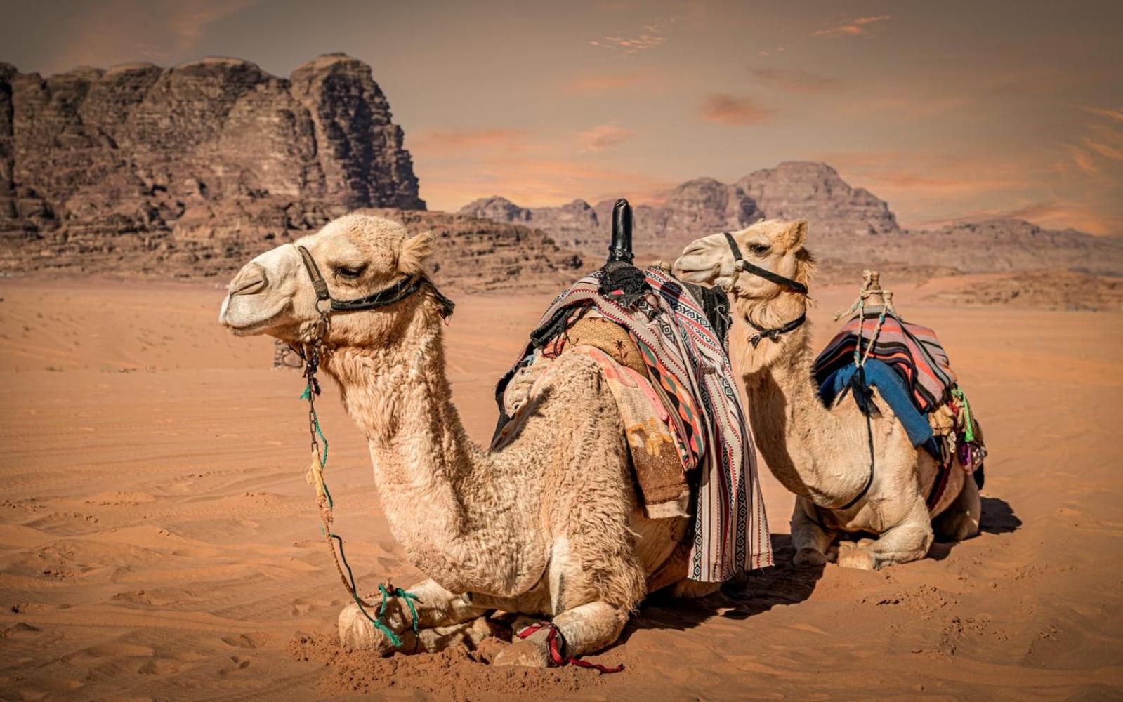 Bedouin Life Camp Wadi Rum Exterior foto